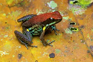Anura Prints: Ecuador poison frog (Ameerega bilinguis) portrait