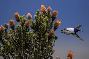 Trochilidae Prints: Ecuadorian hillstar (Oreotrochilus chimborazo) male flying from a patch of Flowers of