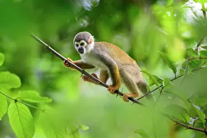 Agile Prints: Ecuadorian squirrel monkey (Saimiri cassiquiarensis macrodon) juvenile