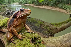 Rainforest Gallery: Ecuadorian toad (Rhaebo ecuadorensis) on branch, Yasuni National Park, Orellana, Ecuador
