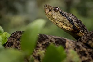 Andes Gallery: Ecuadorian toadheaded viper (Bothrops campbelli) portrait, Mindo, Pichincha, Ecuador
