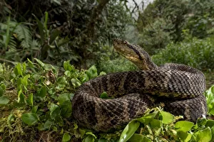 Ecuadorian toadheaded viper (Bothrops campbelli) curled up, Mindo, Pichincha, Ecuador