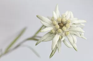 Images Dated 1st July 2009: Edelweiss (Leontopodium alpinum) flower, Liechtenstein, July 2009 WWE BOOK