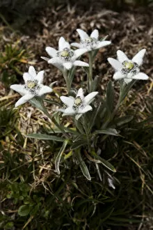 Images Dated 16th July 2009: Edelweiss (Leontopodium alpinum) plant in flower, Triglav National Park, Slovenia