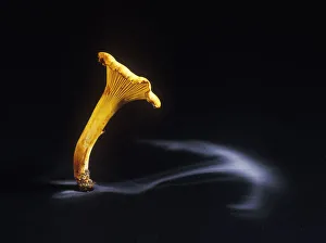 Images Dated 18th May 2011: Edible chanterelle fungus (Cantharellus cibarius) showing spore dispersal pattern