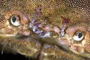 Images Dated 11th October 2008: Edible crab (Cancer pagurus) close-up of face, Saltstraumen, Bod, Norway, October 2008