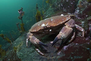 Arctic Ocean Gallery: Edible crab (Cancer pagurus) portrait, Saltstraumen, Bod, Norway, October 2008