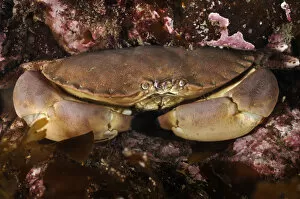 2020VISION 1 Gallery: Edible crab (Cancer pagurus), St Abbs (St Abbs and Eyemouth Voluntary Marine Reserve)