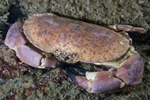 Images Dated 27th June 2009: Edible crab (Cancer pagurus) underwater, looking up, Channel Isles, UK, June