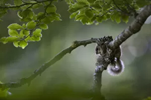 Forests in Our World Gallery: Edible dormouse (Glis glis) on beech tree branch, Black Forest, Baden-Wurttemberg, Germany