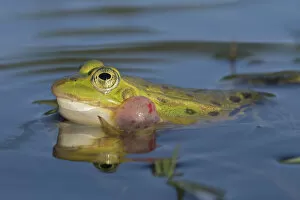 Bernard Castelein Gallery: Edible frog (Rana esculenta) male calling at pond surface, Klein Schietveld, Brasschaat