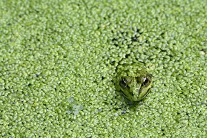 Images Dated 20th June 2013: Edible frog (Rana esculenta) in pond weed, Vosges, France, June