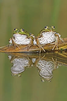 Images Dated 18th July 2008: Edible Frogs (Rana esculenta) on log in water. Switzerland, Europe, July
