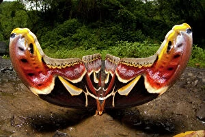 Arthropod Gallery: Edwards Atlas Moth (Attacus edwardsii) in defensive posture, Bhutan, June