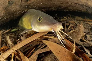 Creeks Prints: Eel-tail catfish (Neosilurus ater) resting on creek bed