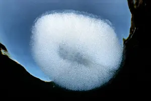 Gadiformes Prints: Egg mass of a Giant cusk-eel (Spectrunculus grandis) floating at the ocean surface
