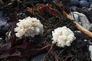 Animal Eggs Gallery: Eggs of Common whelk (Buccinum undatum) on seaweed washed up on beach, Sark, British