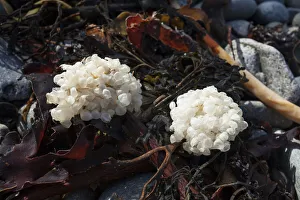Caenogastropoda Prints: Eggs of Common whelk (Buccinum undatum) on seaweed washed up on beach, Sark, British