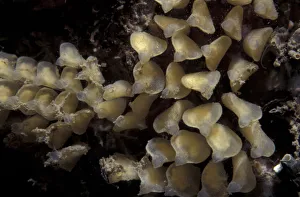 Eggs of Dog whelk {Nucella lapillus} Jersey, Channel Is, UK Corbiere Eggs of Dog whelk {Nucella lapillus} Jersey, Channel Is, UK Corbiere