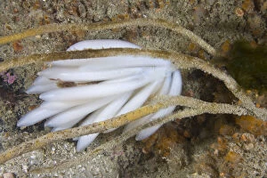 Eggs of European Squid (Loligo vulgaris). Channel Islands, UK, July