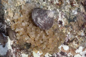 Littoral Prints: Eggs of Long-spined sea scorpion (Taurulus bubalis) on sea shore, possibly being