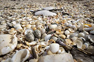 True Plover Prints: Two eggs of the threatened Hooded plover (Thinornis rubricollis) on a beach