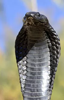 Egyptian cobra (Naja haje) with head raised up and hood expanded, near Ouarzarte, Morocco