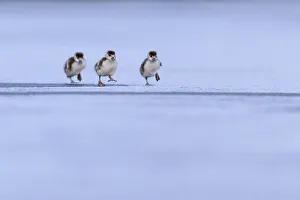 Three Egyptian geese (Alopochen aegyptiaca) goslings running across frozen lake, London, UK. February