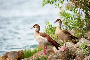 Alopochen Prints: Egyptian geese (Alopochen aegyptiaca) pair, standing at the edge of Kivu Lake, Rwanda