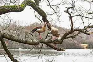 Anatidae Prints: Egyptian geese (Alopochen aegyptiaca) pair