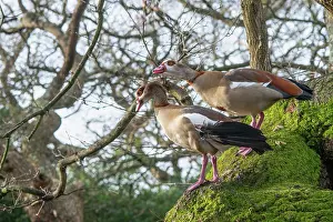 Anatidae Prints: Egyptian geese (Alopochen aegyptiaca) pair
