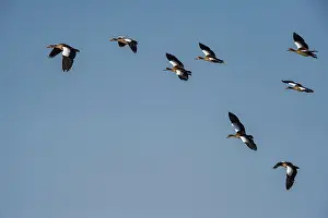 Alopochen Prints: Egyptian geese (Alopochen aegyptiacus) flock in flight