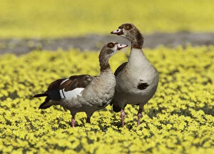 Affection Gallery: Egyptian goose (Alopochen aegyptiaca) pair amongst Devil s-thorn yellow flowers