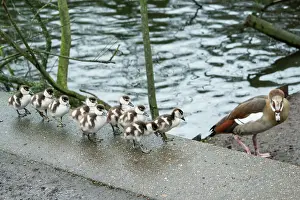 Anatidae Prints: Egyptian goose (Alopochen aegyptiaca) female
