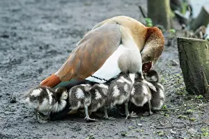 Anatidae Prints: Egyptian goose (Alopochen aegyptiaca) female