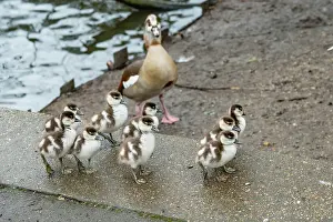 Anatidae Prints: Egyptian goose (Alopochen aegyptiaca) female