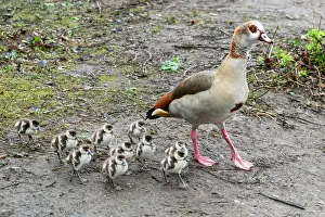 Anatidae Prints: Egyptian goose (Alopochen aegyptiaca) female with goslings