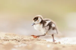 Egyptian goose (Alopochen aegyptiaca) gosling walking across mud, London, UK. February