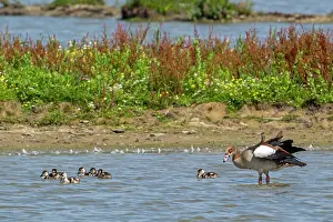 Alien Species Prints: Egyptian goose (Alopochen aegyptiaca) with goslings swimming in pond in wetland