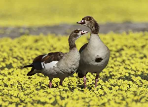 Namibia Prints: Egyptian goose (Alopochen aegyptiaca) pair amongst Devil s-thorn yellow flowers