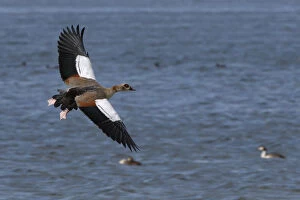 Alopochen Aegyptiaca Gallery: Egyptian goose (Alopochen aegyptiacus) in flight over Rutland Water, Rutland, UK, August