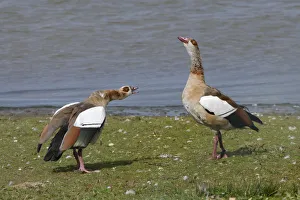 Egyptian goose (Alopochen aegyptiacus) in an aggressive head down challenge to another