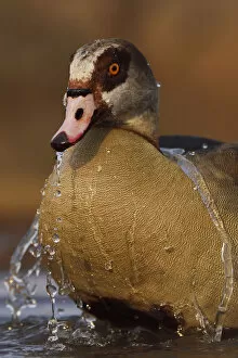 Alopochen Aegyptiaca Gallery: Egyptian goose (Alopochen aegyptiacus) bathing, Zimanga Private Nature Reserve, KwaZulu Natal