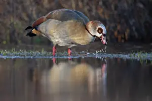 Alopochen Prints: Egyptian goose (Alopochen aegyptiacus) feeding in shallow water