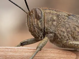 Orthoptera Prints: Egyptian grass hopper (Anacridium aegyptium) head portrait