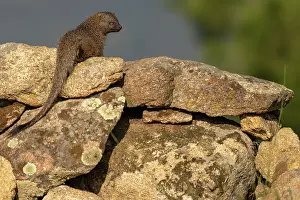 Mongooses Prints: Egyptian mongoose (Herpestes ichneumon) resting on rocks
