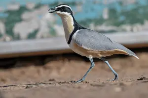 Egyptian plover (Pluvianus aegyptius) walking over sand, Jajanburreh, The Gambia