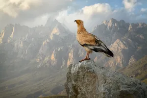 Middle East Prints: Egyptian vulture (Neophron percnopterus) adult with the Haggeher mountains in
