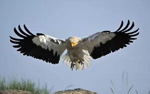 Images Dated 13th May 2011: Egyptian vulture (Neophron percnopterus) landing, Faia Brava Reserve, Coa valley