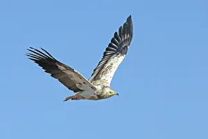 Middle East Prints: Egyptian vulture (Neophron percnopterus) sub-adult in flight, Oman. Endangered